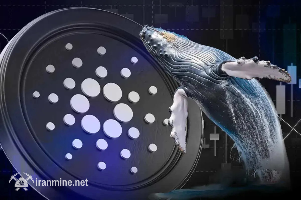 پشتیبانی نهنگ‌ها و معامله‌گران خرد از بازیابی نرخ کاردانو | ایران ماین