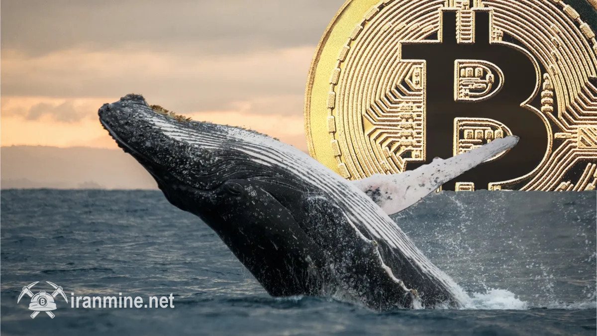 هجوم نهنگ‌ها به خرید و فروش خرید بیت‌ کوین در صرافی هایپرلیکویید | ایران ماین